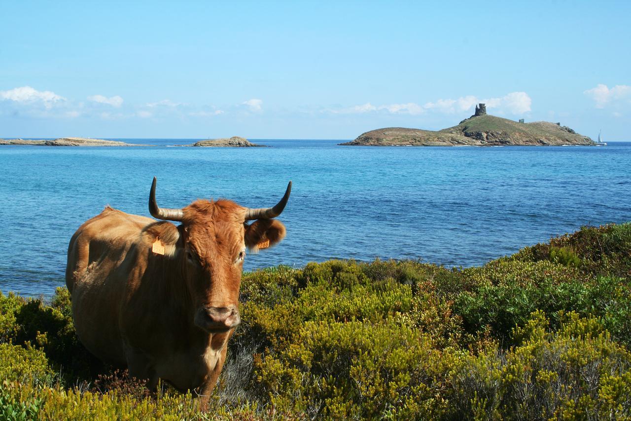 Latu Corsu - Cote Corse - Gites Et Chambres D'Hotes Au Cap Corse Ersa Esterno foto